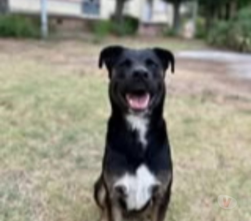 Don animaux Ardèche Le Teil - 07400 - Photos Vivastreet Chien SCOOBY à l adoption