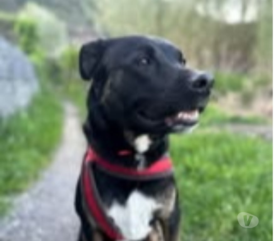 Don animaux Ardèche Le Teil - 07400 - Photos Vivastreet Chien SCOOBY à l adoption