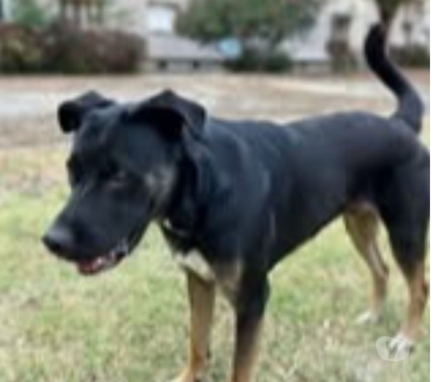 Don animaux Ardèche Le Teil - 07400 - Photos Vivastreet Chien SCOOBY à l adoption