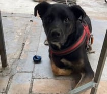 Photos Vivastreet Chien SCOOBY à l adoption