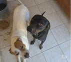 Chien BAGHERRA à l adoption