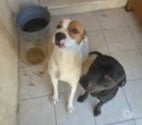 Chien TCHEKY à l adoption