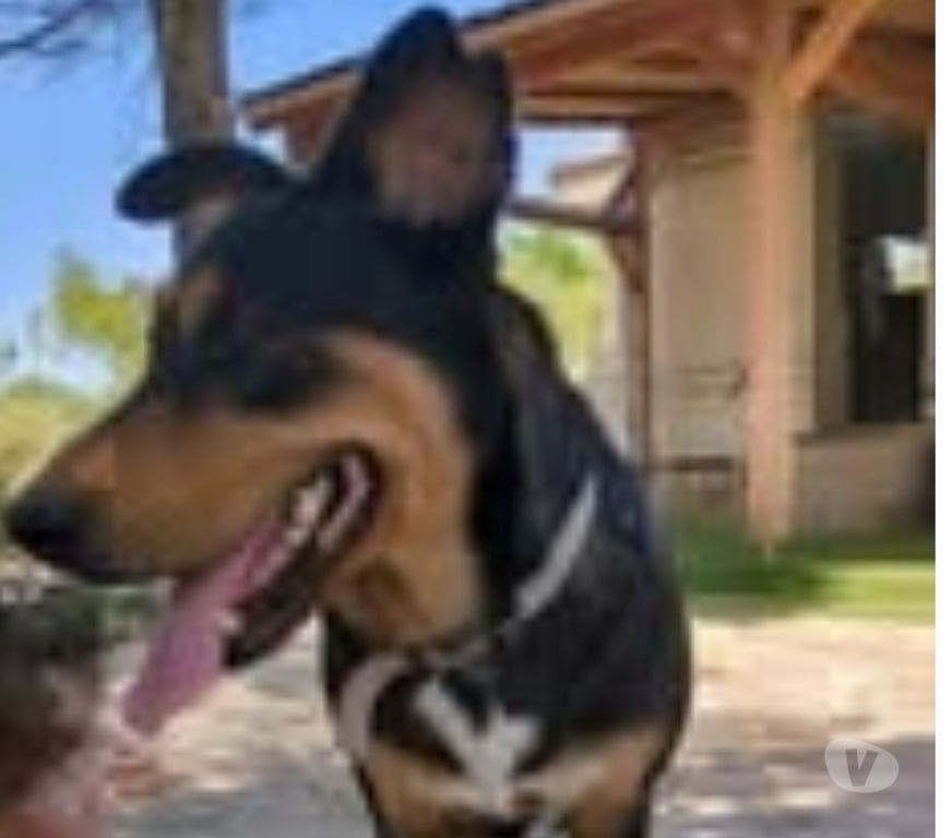 Don animaux Drôme Taulignan - 26770 - Photos Vivastreet Chien LUNA à l adoption