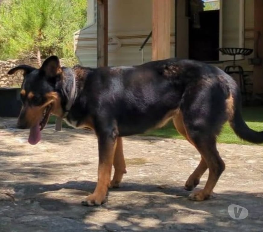 Don animaux Drôme Taulignan - 26770 - Photos Vivastreet Chien LUNA à l adoption