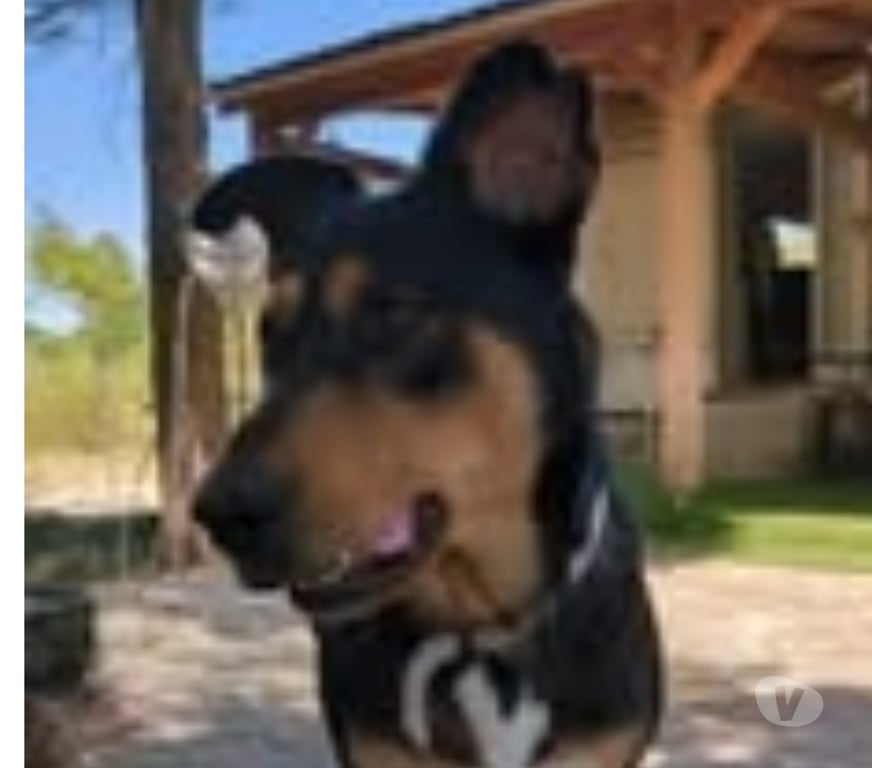 Don animaux Drôme Taulignan - 26770 - Photos Vivastreet Chien LUNA à l adoption