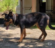 Photos Vivastreet Chien LUNA à l adoption