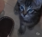 Agde - Hérault — sos chatons de 8 semaines( sevrés)