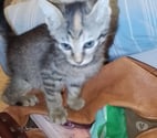Agde - Hérault — sos chatons de 8 semaines( sevrés)