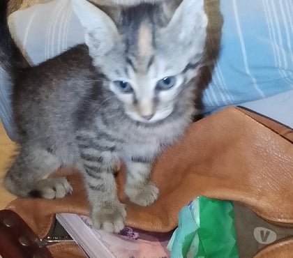 Adoption animaux Agde Hérault - Photos Vivastreet sos chatons de 8 semaines( sevrés)