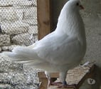 Bagneaux sur Loing - Seine-et-Marne — Pigeons de chair
