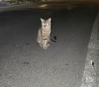 Salindres - Gard — Chat MILO à l adoption
