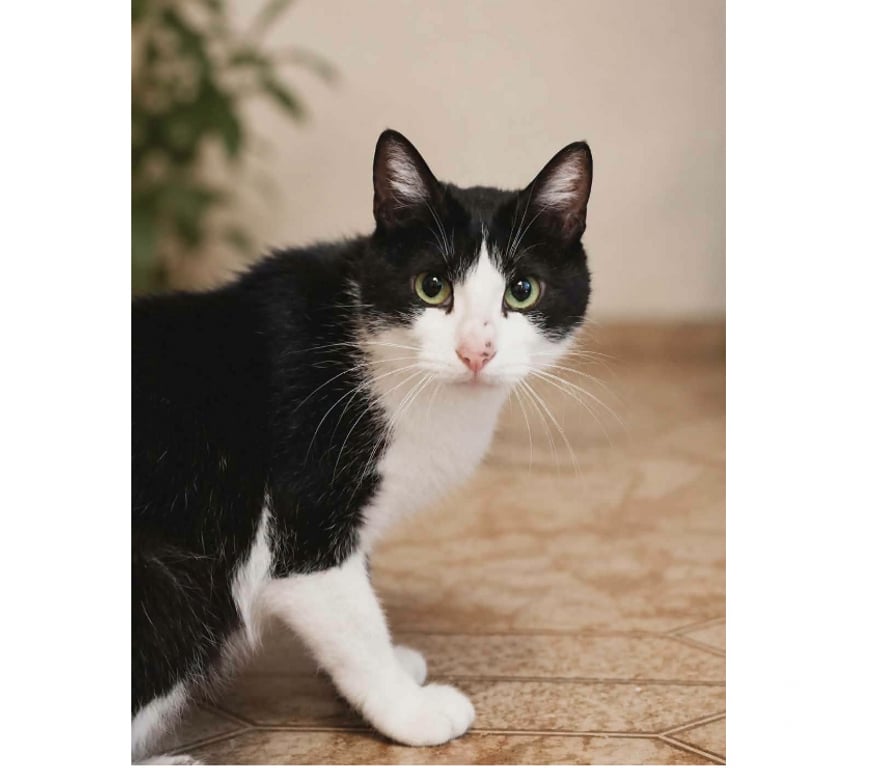 Don animaux Aude Carcassonne - Photos Vivastreet Bichette gentille et caline chatte cherche famille