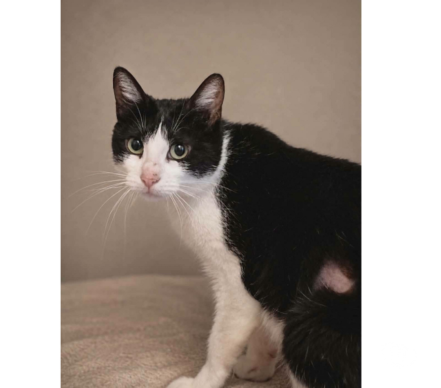 Don animaux Aude Carcassonne - Photos Vivastreet Bichette gentille et caline chatte cherche famille