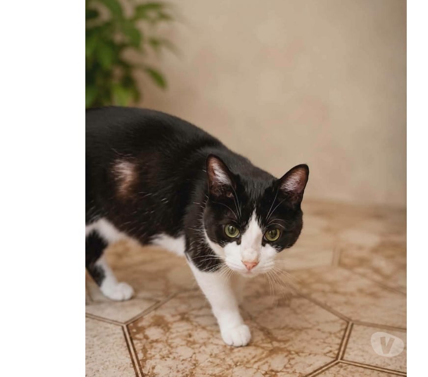 Don animaux Aude Carcassonne - Photos Vivastreet Bichette gentille et caline chatte cherche famille