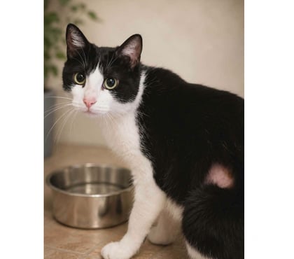 Don animaux Villalbe Carcassonne - Photos Vivastreet Bichette gentille et caline chatte cherche famille