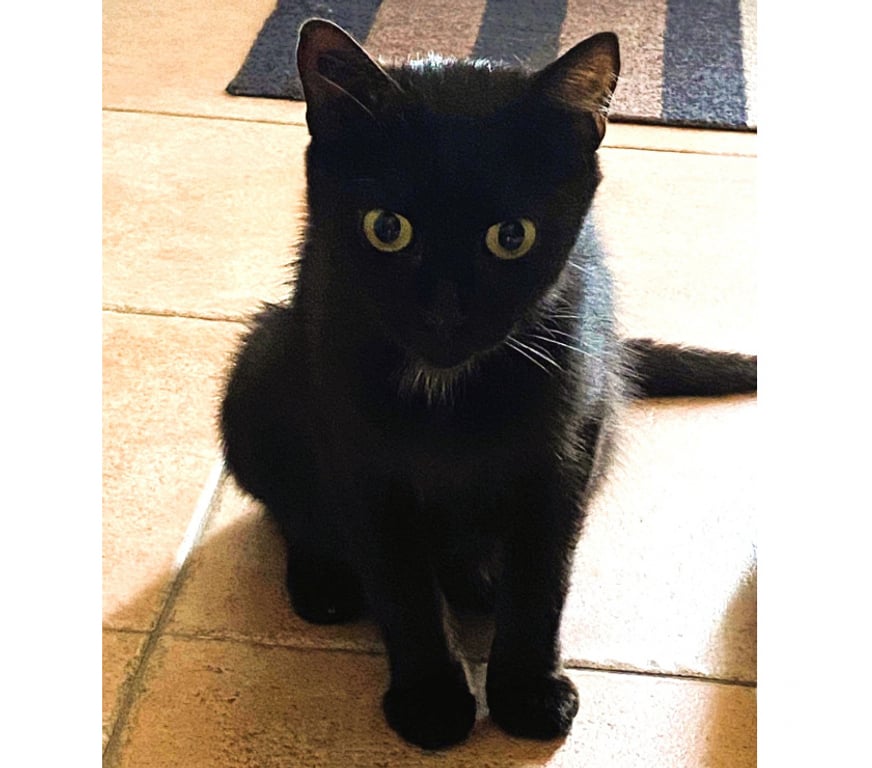 Don animaux Aude Carcassonne - Photos Vivastreet Ava jeune chatte noire 10 mois calme gentille a adopter