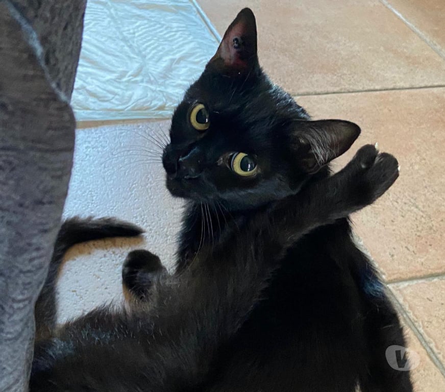 Don animaux Aude Carcassonne - Photos Vivastreet Ava jeune chatte noire 10 mois calme gentille a adopter