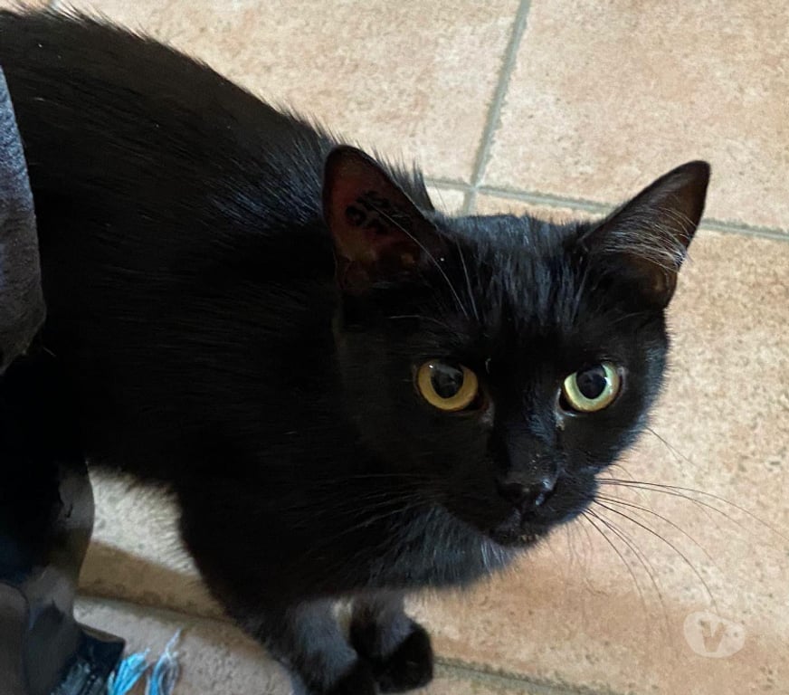 Don animaux Aude Carcassonne - Photos Vivastreet Ava jeune chatte noire 10 mois calme gentille a adopter