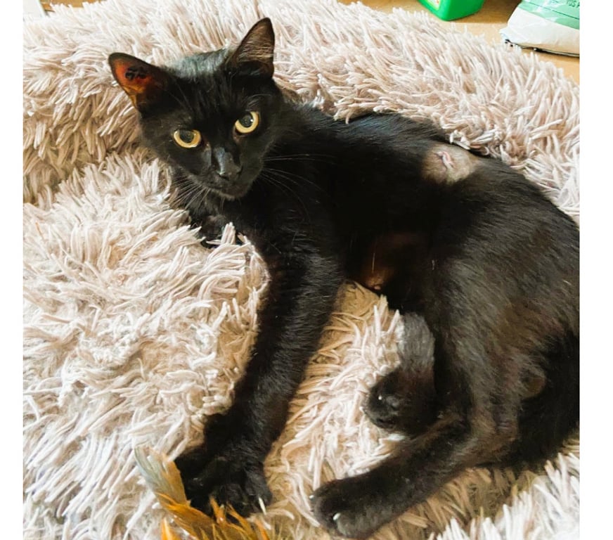 Don animaux Aude Carcassonne - Photos Vivastreet Ava jeune chatte noire 10 mois calme gentille a adopter