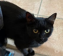 Photos Vivastreet Ava jeune chatte noire 10 mois calme gentille a adopter