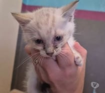 Photos Vivastreet Chat WHITE à la réservation