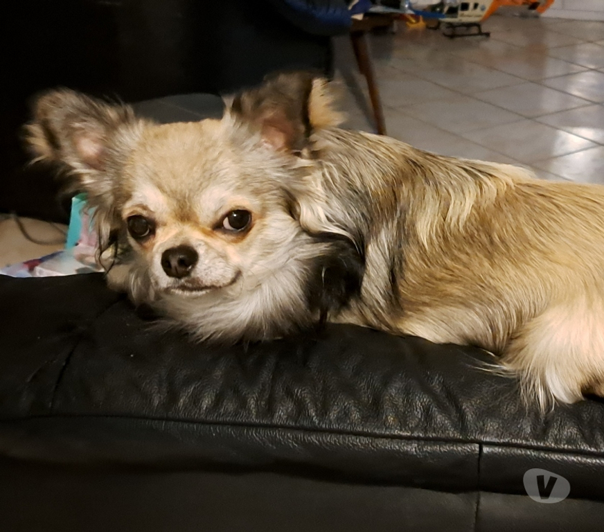 Services, accessoires animaux Manche Coutances - 50200 - Photos Vivastreet Chichuahua Saillie