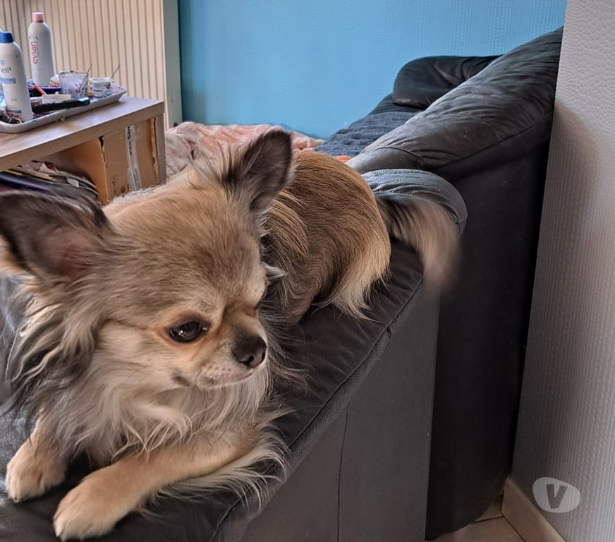 Services, accessoires animaux Manche Coutances - 50200 - Photos Vivastreet Chichuahua Saillie