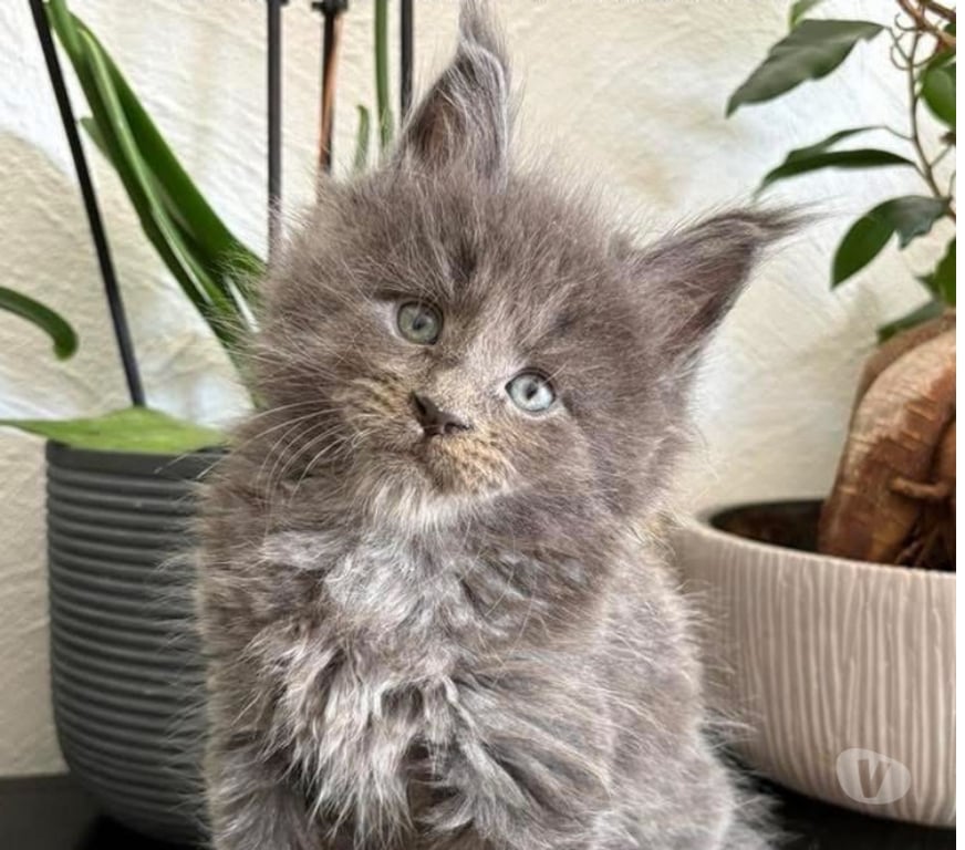 Vente Gard St Gilles - 30800 - Photos Vivastreet Chaton mâle Maine coon