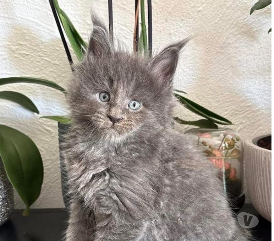 Vente Gard St Gilles - 30800 - Photos Vivastreet Chaton mâle Maine coon