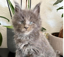 Photos Vivastreet Chaton mâle Maine coon