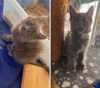 Stosswihr - Haut-Rhin — Chaton maine coon lignée russe biélorusse