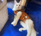 Stosswihr - Haut-Rhin — Chaton maine coon lignée russe de parents LOOF