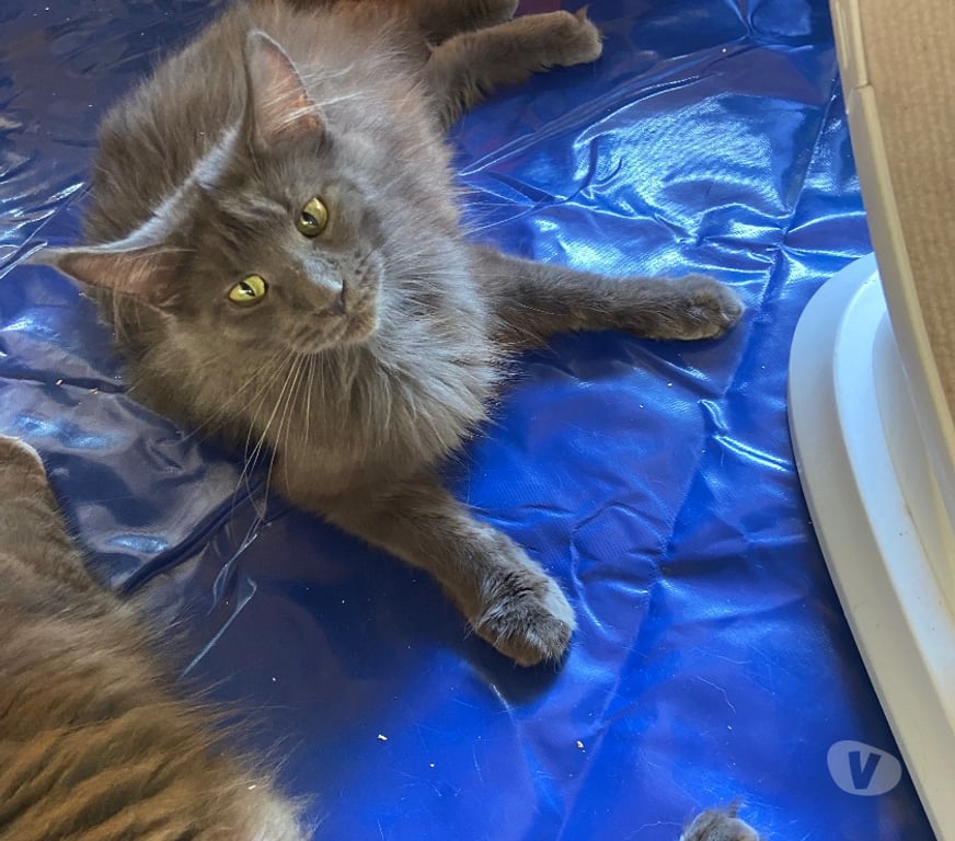 Vente Haut-Rhin Stosswihr - 68140 - Photos Vivastreet Chaton maine coon lignée russe de parents LOOF