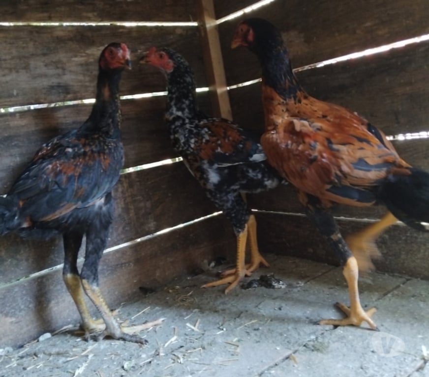 Vente Gironde St Ciers sur Gironde - 33820 - Photos Vivastreet Poulet viet à vendre