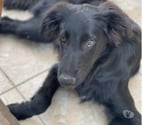 Chien BUDDY à l adoption