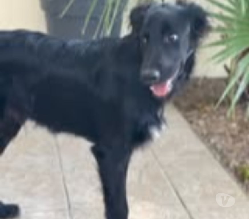 Don animaux Drôme Bourg les Valence - 26500 - Photos Vivastreet Chien BUDDY à l adoption