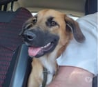 Davezieux - Ardèche — Chien TAIBO à l adoption