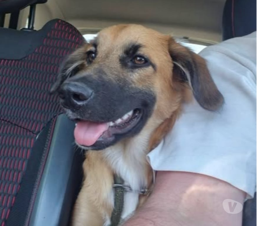 Don animaux Ardèche Davezieux - 07430 - Photos Vivastreet Chien TAIBO à l adoption