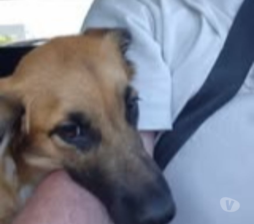 Don animaux Ardèche Davezieux - 07430 - Photos Vivastreet Chien TAIBO à l adoption