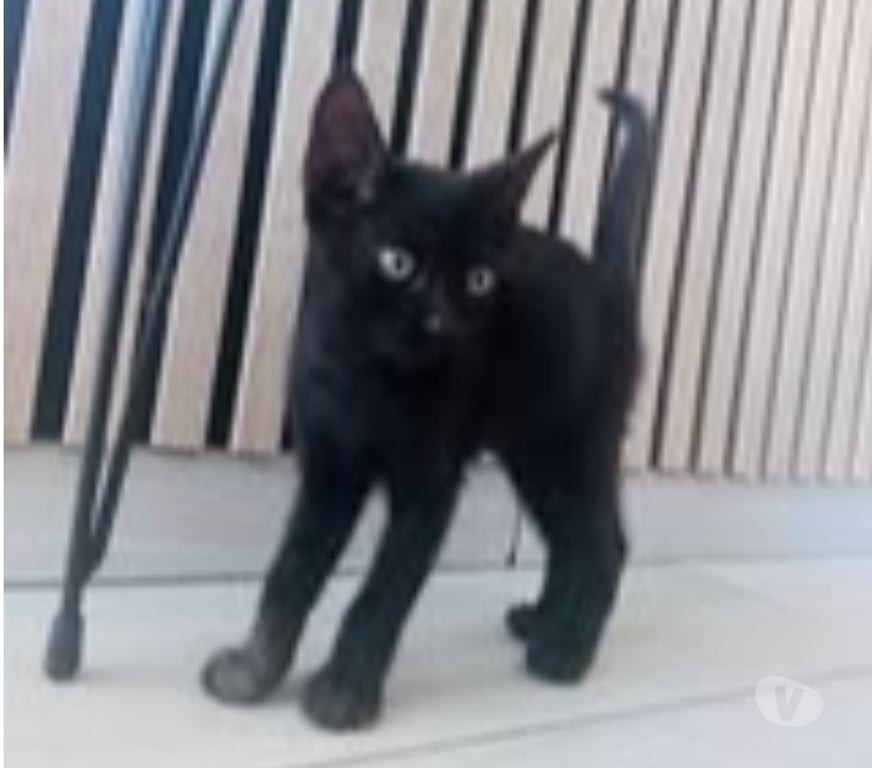 Don animaux Drôme St Rambert d'Albon - 26140 - Photos Vivastreet Chat FLOW à l adoption