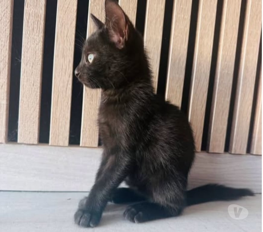 Don animaux Drôme St Rambert d'Albon - 26140 - Photos Vivastreet Chat FLOW à l adoption