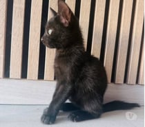 Photos Vivastreet Chat FLOW à l adoption