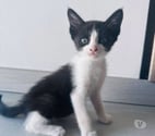 St Rambert d'Albon - Drôme — Chat NALA à l adoption
