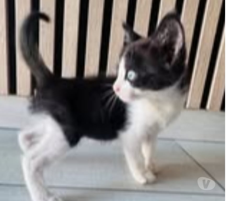 Don animaux Drôme St Rambert d'Albon - 26140 - Photos Vivastreet Chat NALA à l adoption