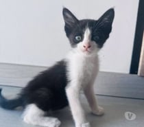 Photos Vivastreet Chat NALA à l adoption
