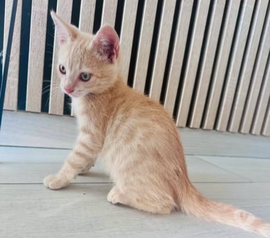 Don animaux Drôme St Rambert d'Albon - 26140 - Photos Vivastreet Chat CARAMEL à l adoption