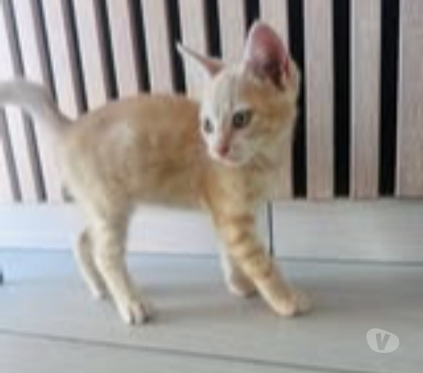 Don animaux Drôme St Rambert d'Albon - 26140 - Photos Vivastreet Chat CARAMEL à l adoption