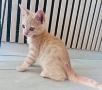 Photos Vivastreet Chat CARAMEL à l adoption
