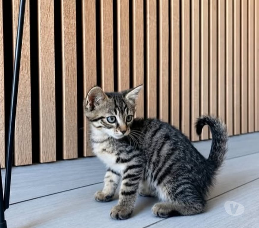 Don animaux Drôme St Rambert d'Albon - 26140 - Photos Vivastreet Chat TIGROU à l adoption