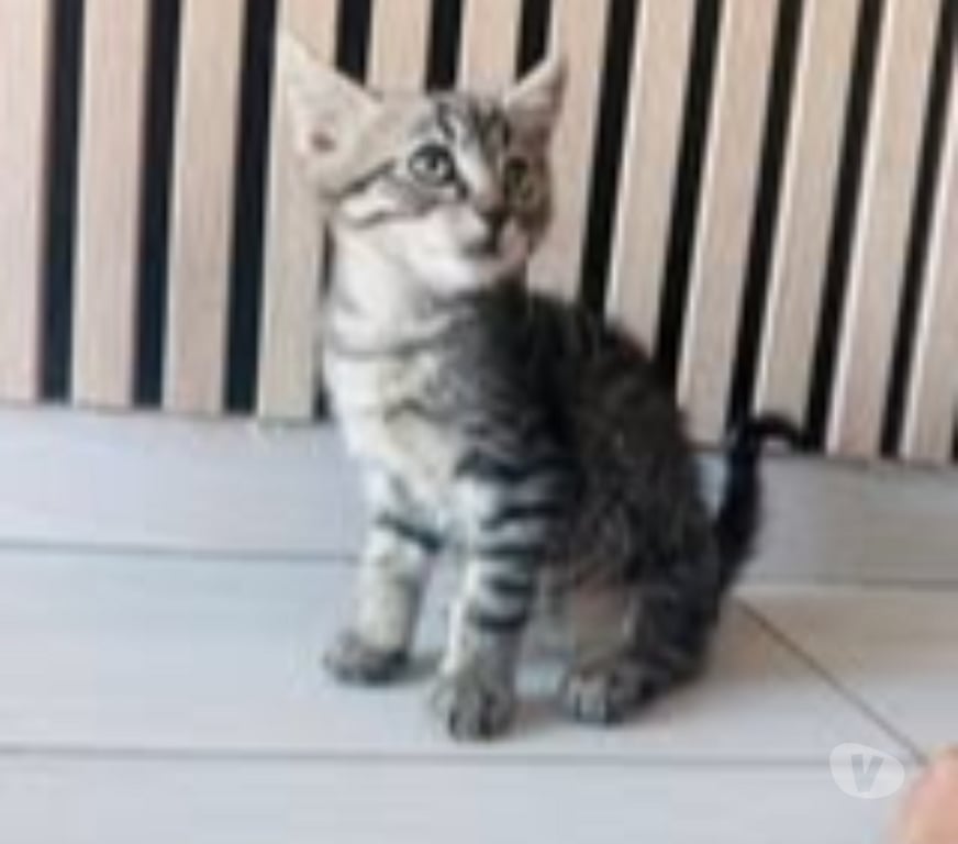 Don animaux Drôme St Rambert d'Albon - 26140 - Photos Vivastreet Chat TIGROU à l adoption